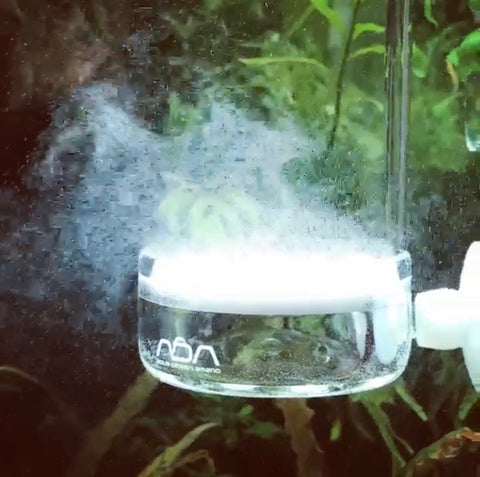 ADA パレングラスビートル Pollen Glass Beetle ADA - Pollen Glass